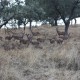 driven-hunts15