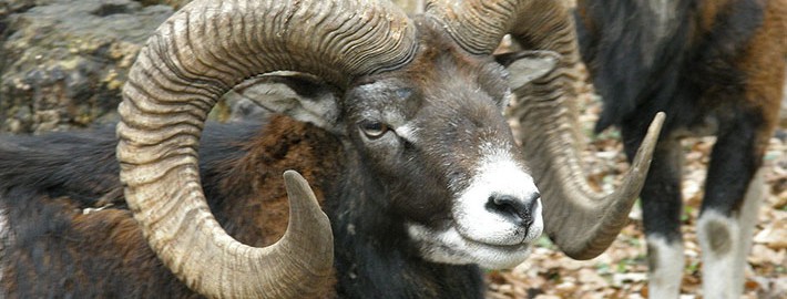 mouflon