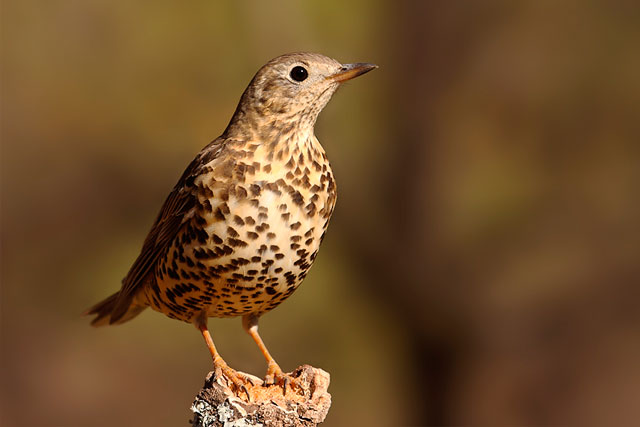 thrush