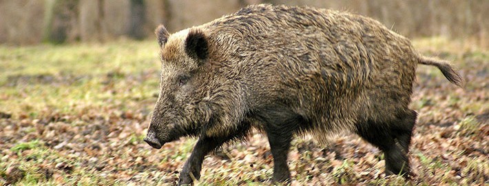 wildboar