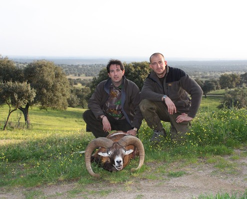 mouflon01