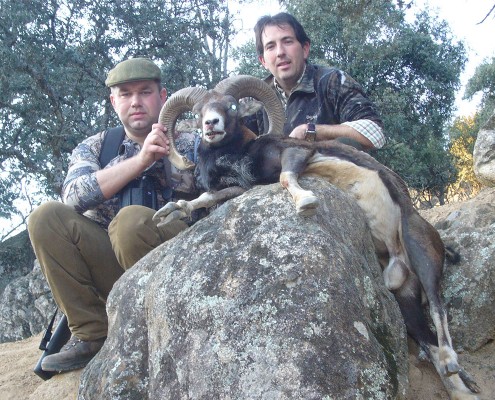 mouflon03