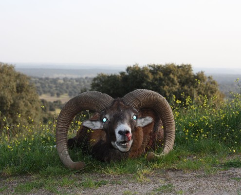 mouflon05